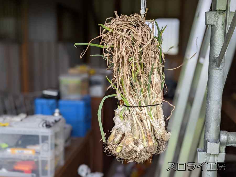 自然農】干し苗を使った九条ねぎの植え方と栽培方法 | スロライ工房